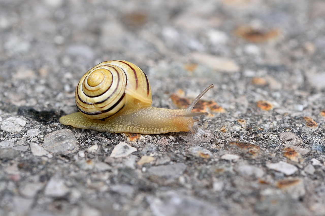 snail mollusk animal free photo