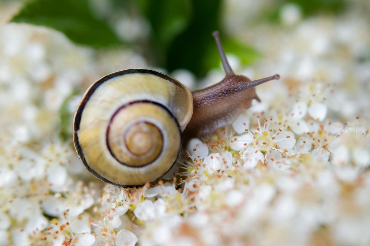 snail shell flowers free photo