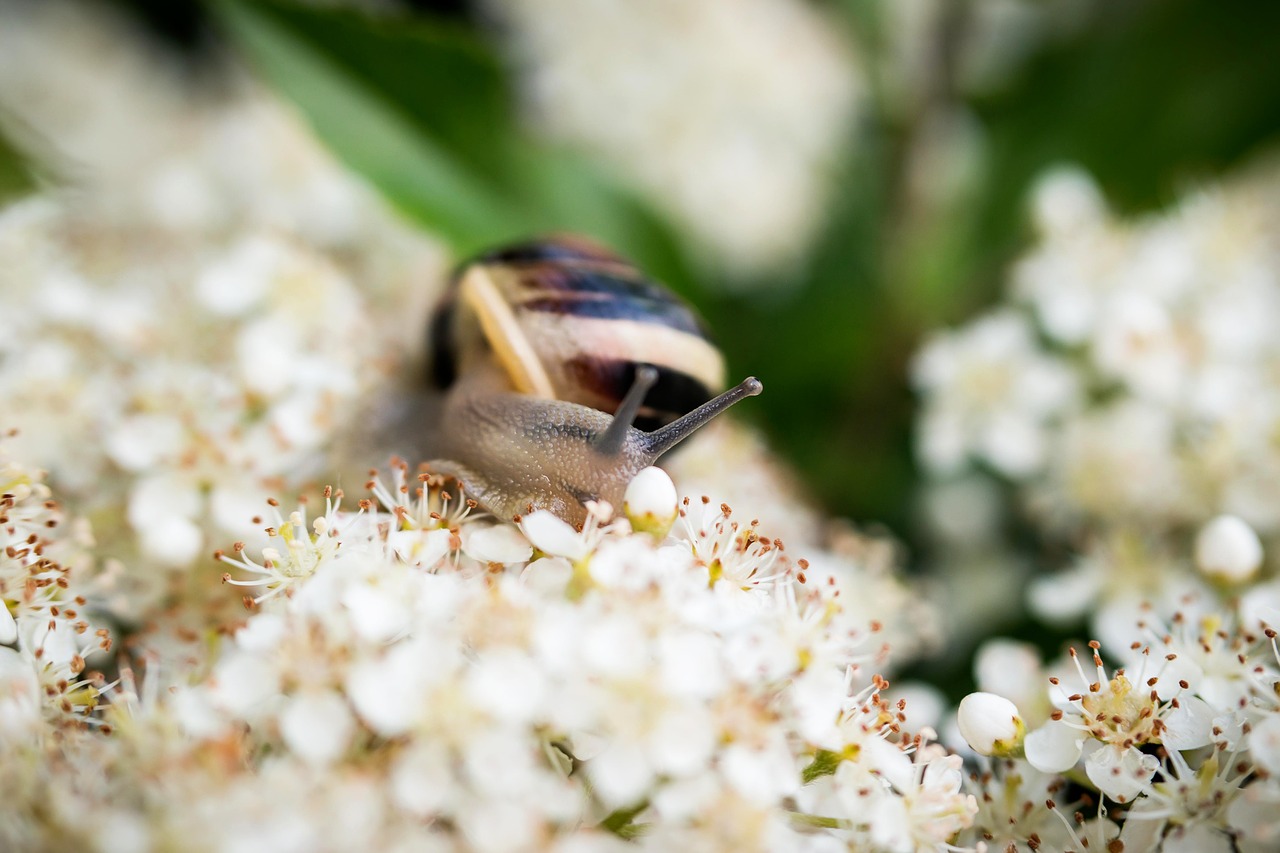 snail shell flowers free photo