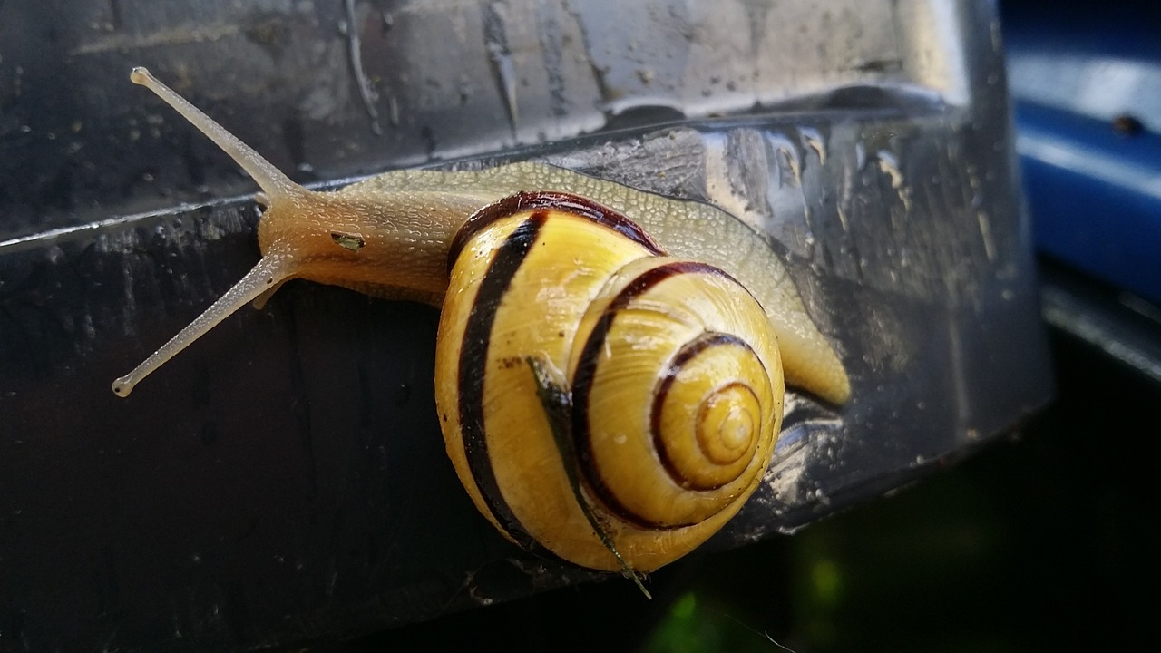 snail slimy animal free photo