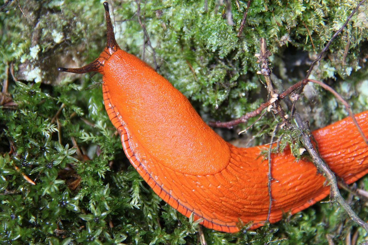 snail large orange free photo