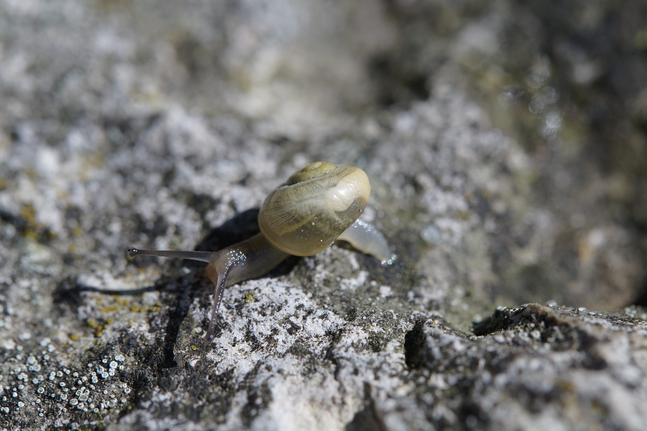snail crawl steinig free photo