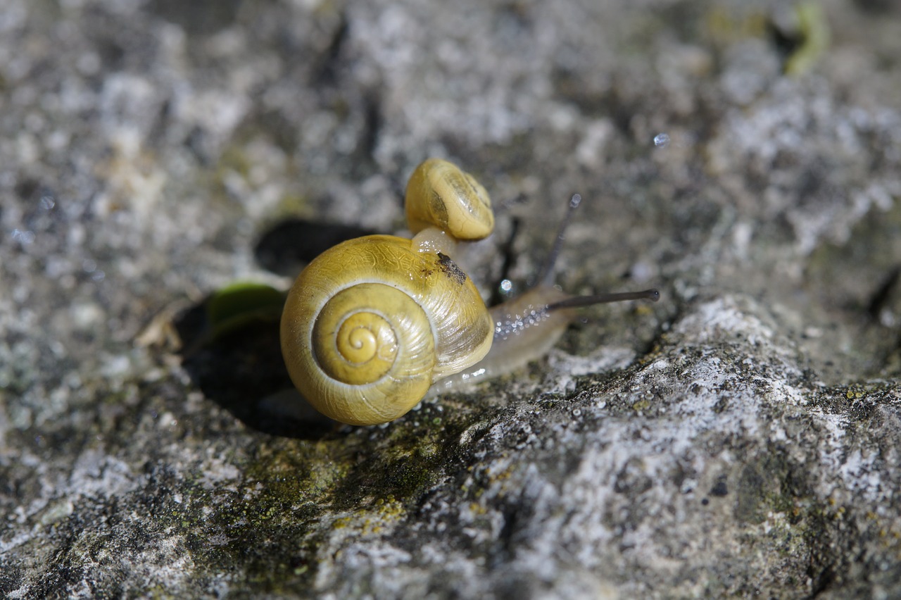 snail housing shell free photo