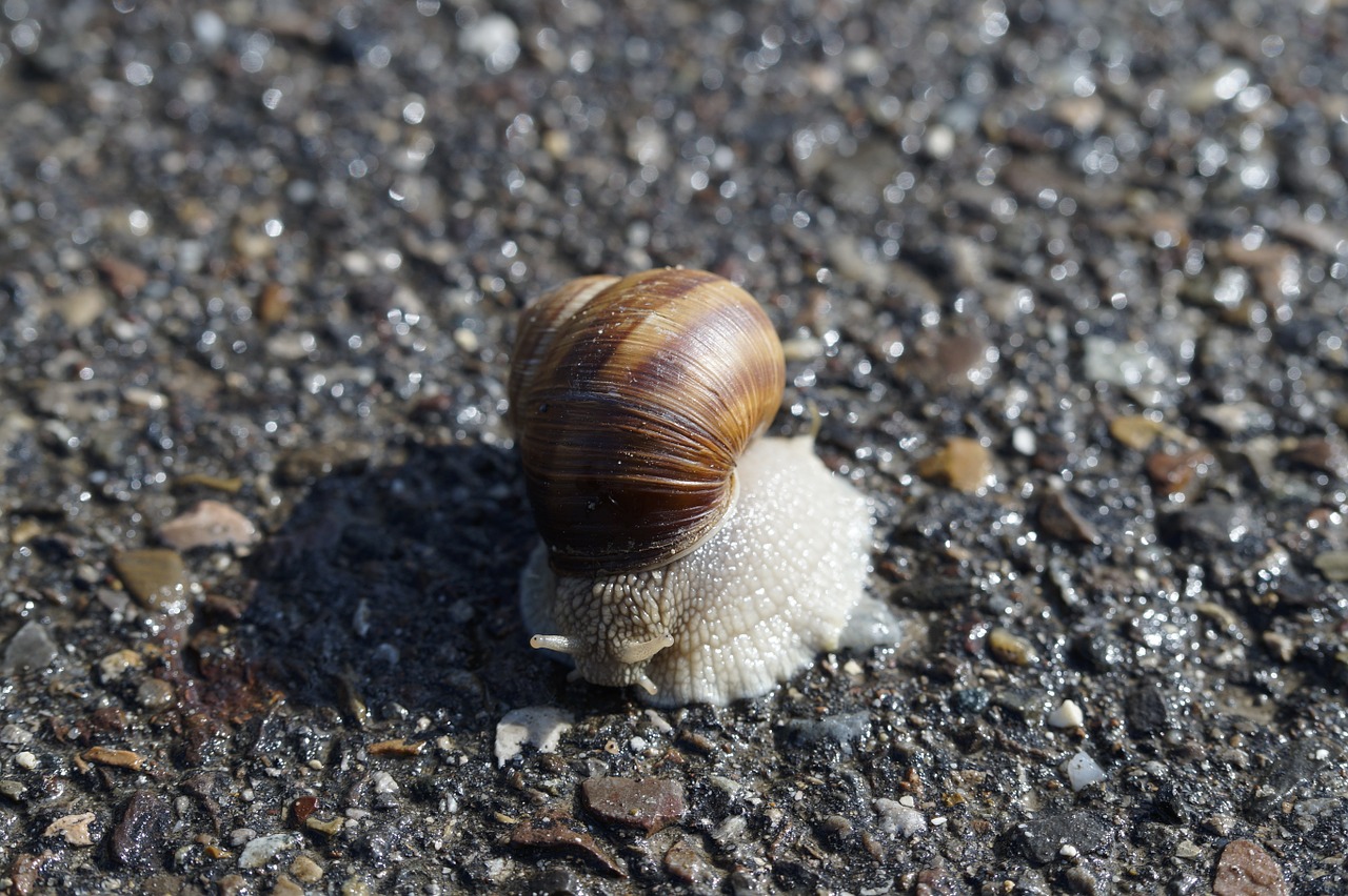 snail housing crawl free photo