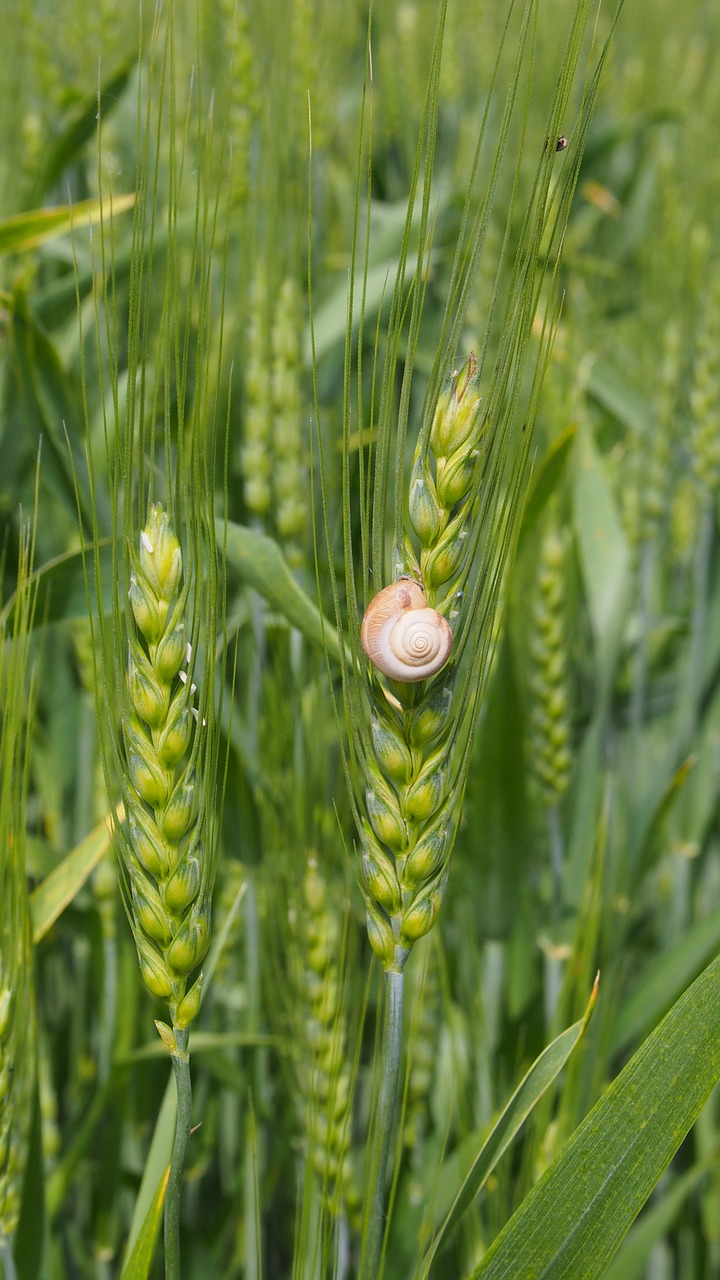 snail wheat green free photo