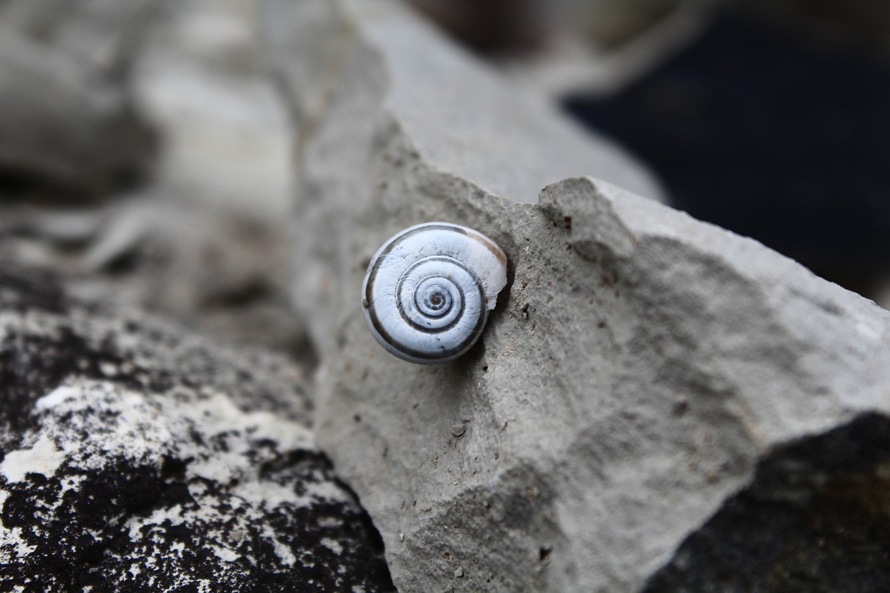 snail stone spiral free photo