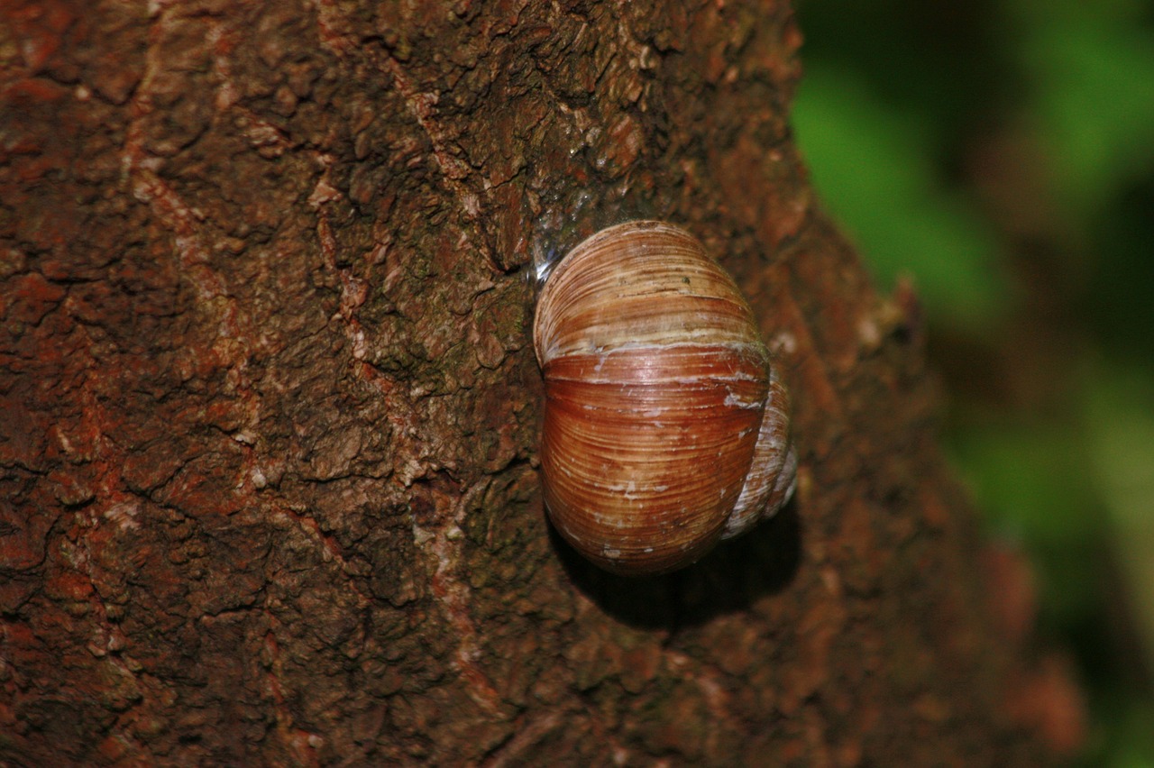 snail nature tree free photo