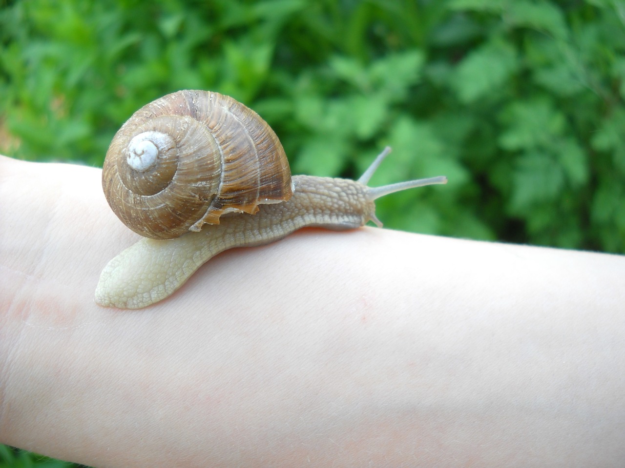 snail nature crawl free photo