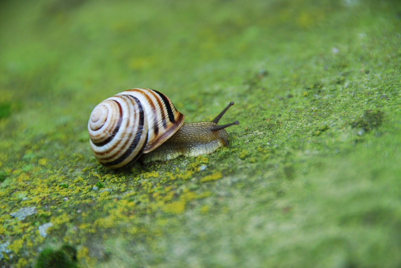 snail seashell molluscum free photo