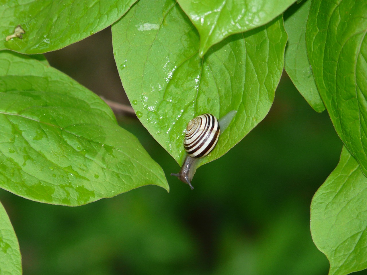 snail leaf dew free photo