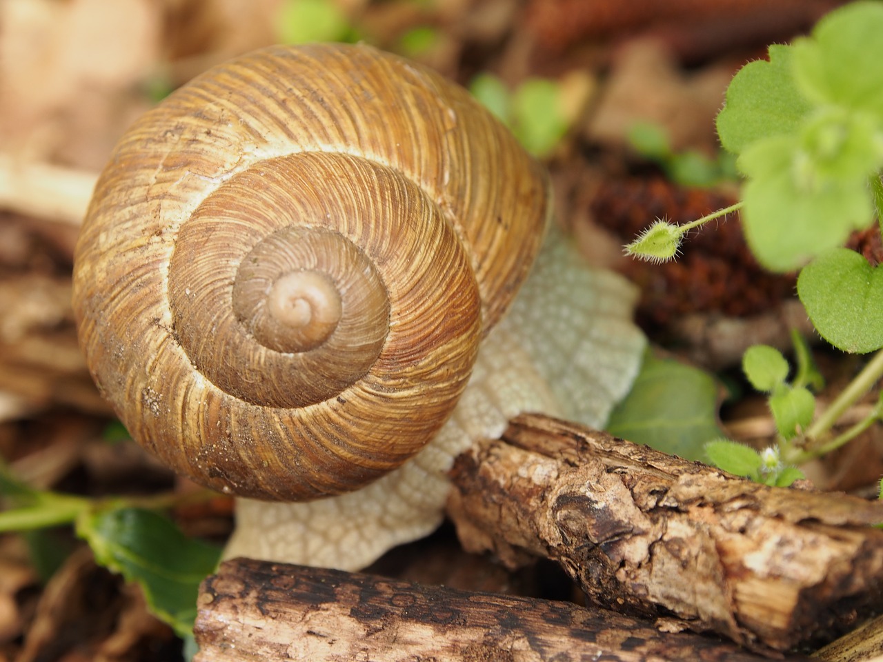 snail shell reptile free photo