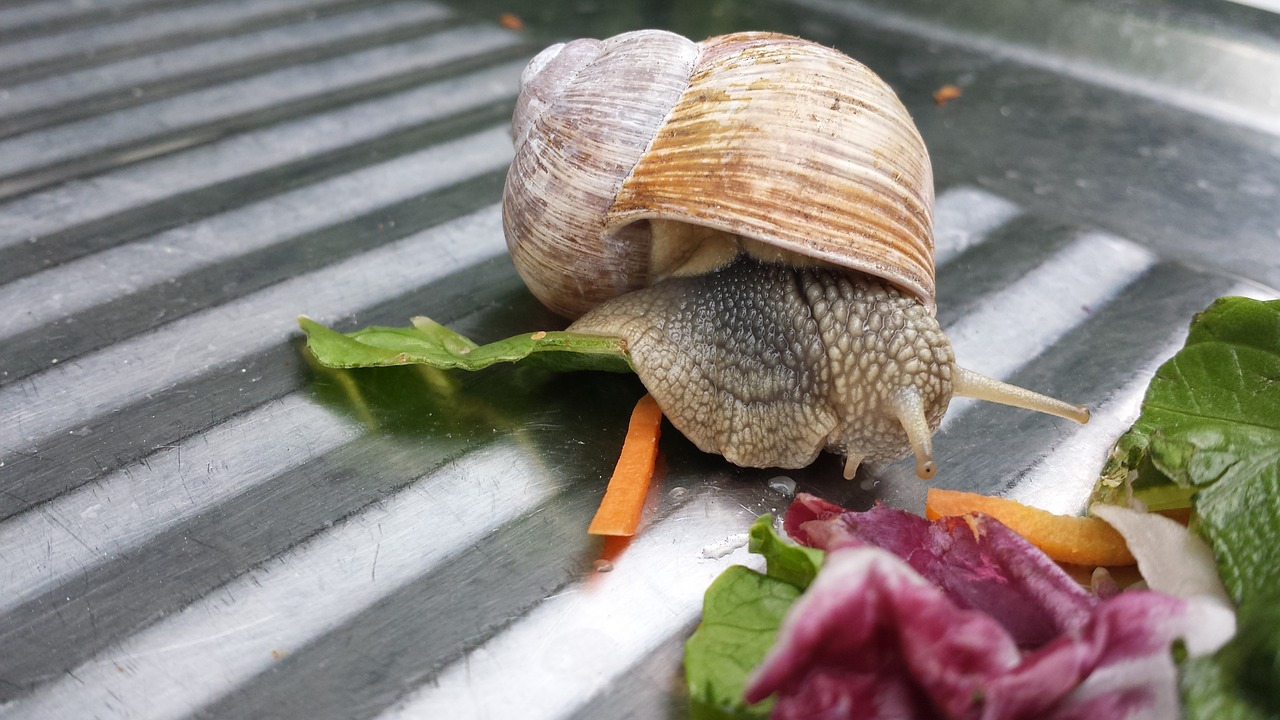 snail home shell free photo