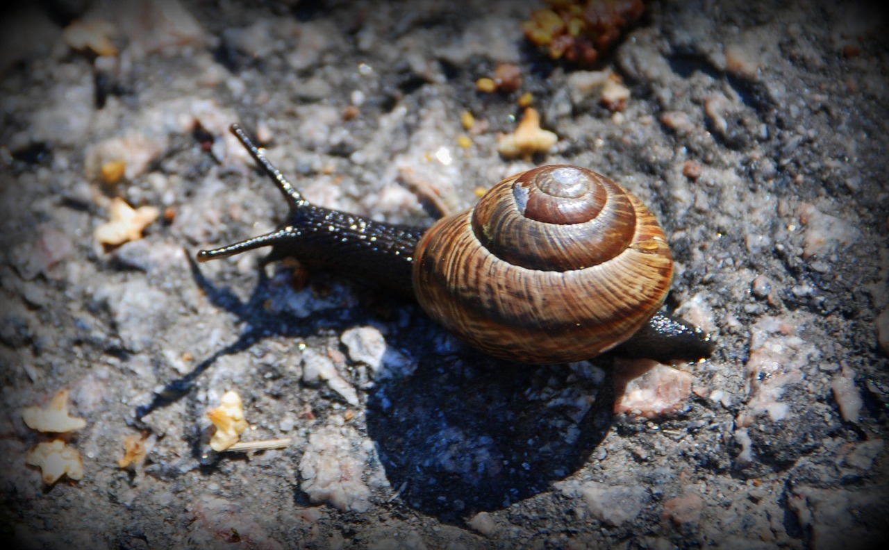 snail summer tarmac free photo