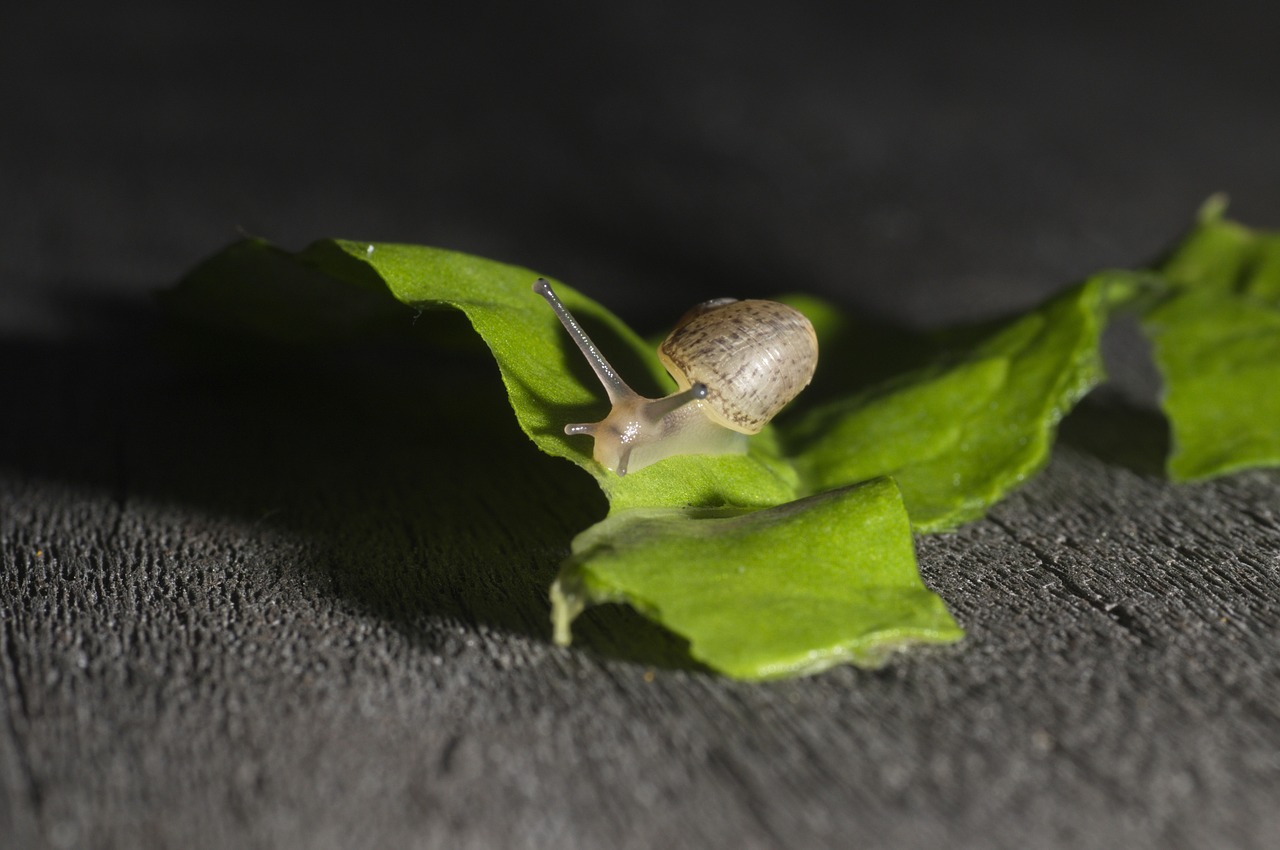 snail leaf wood free photo