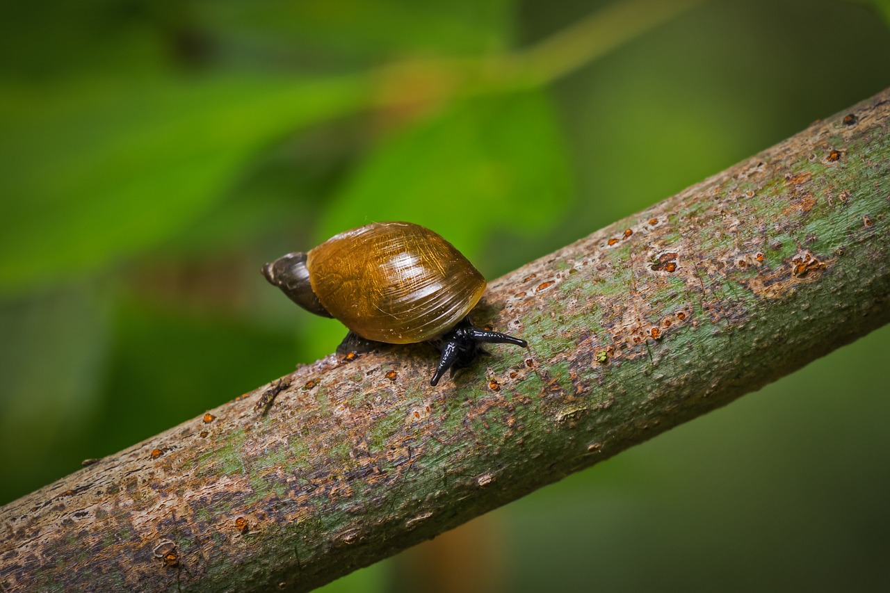 snail inch nature free photo