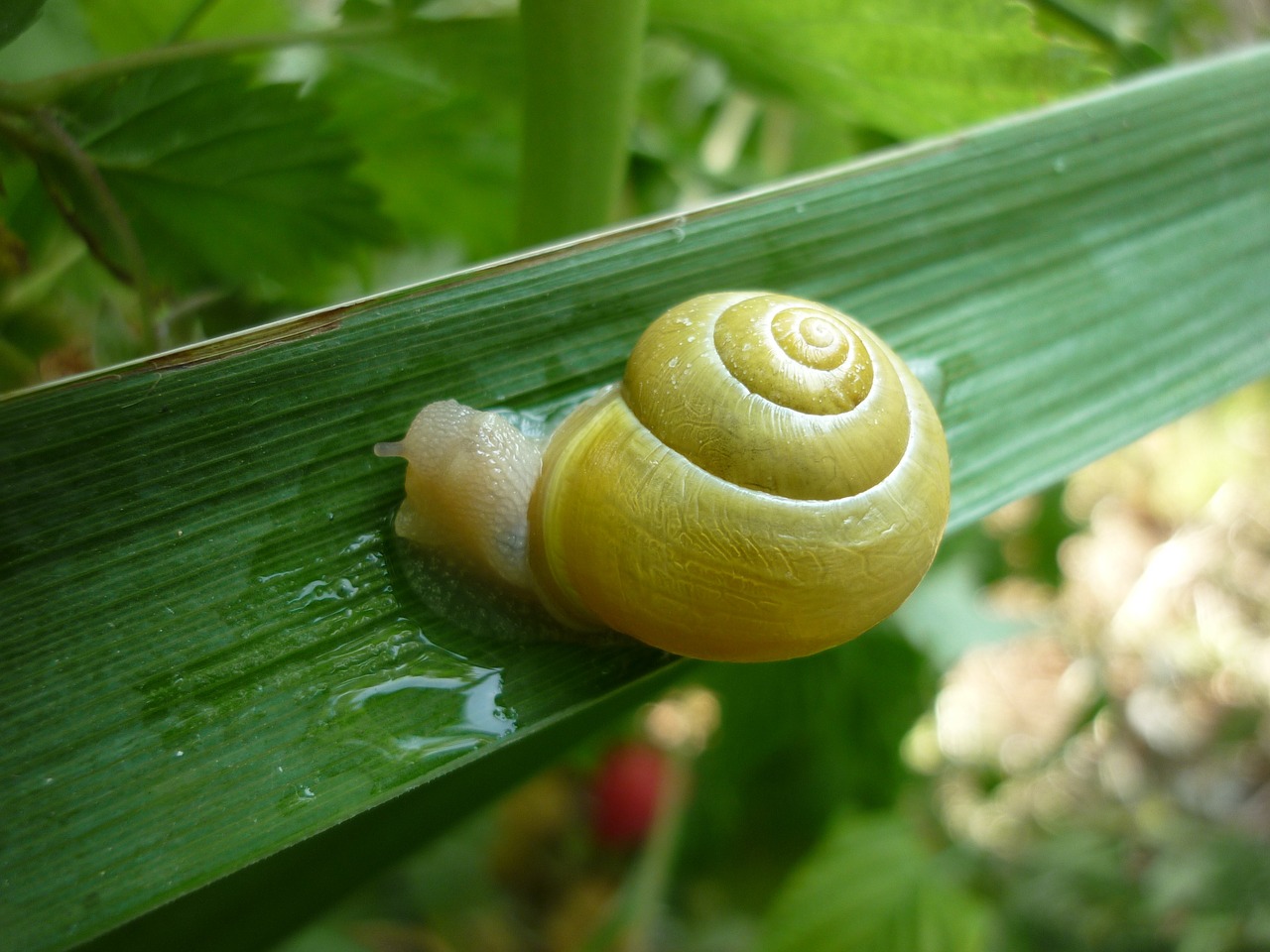 snail foliage garden free photo