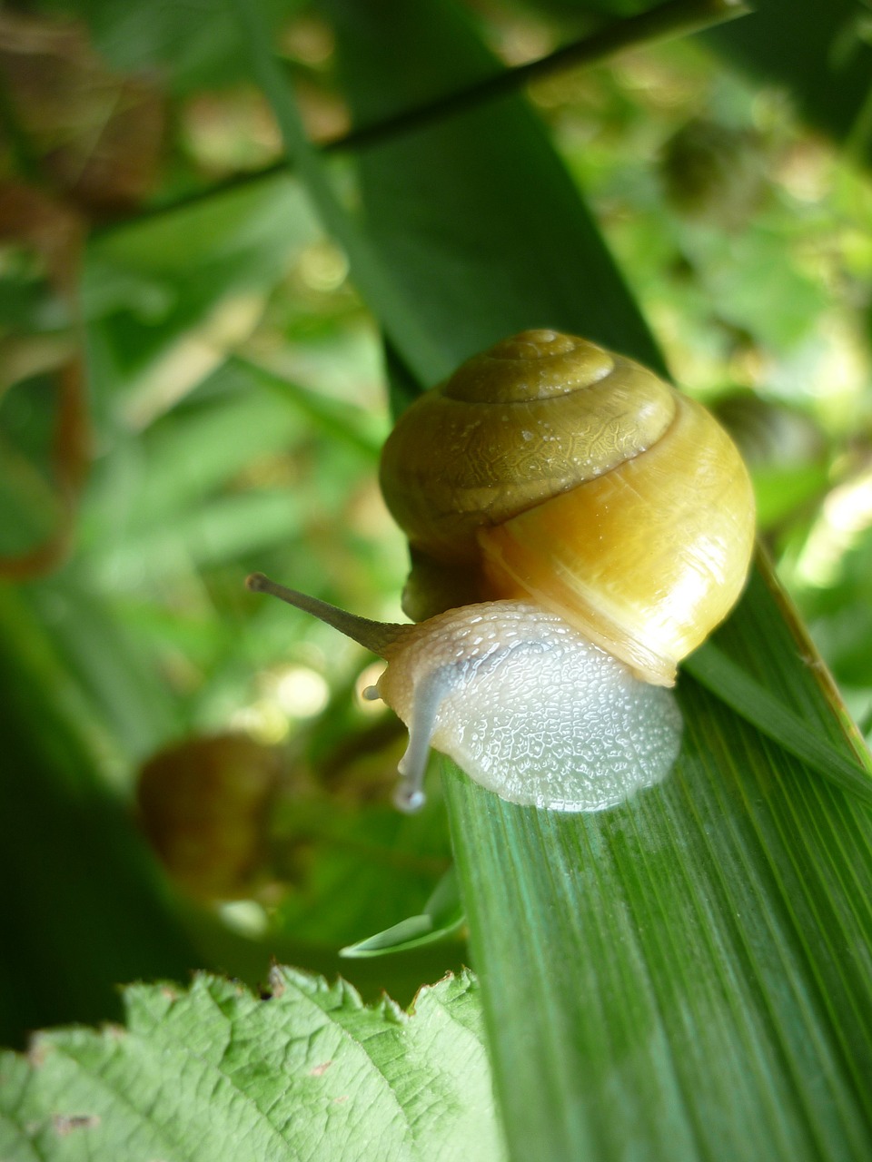 snail green leaf garden free photo