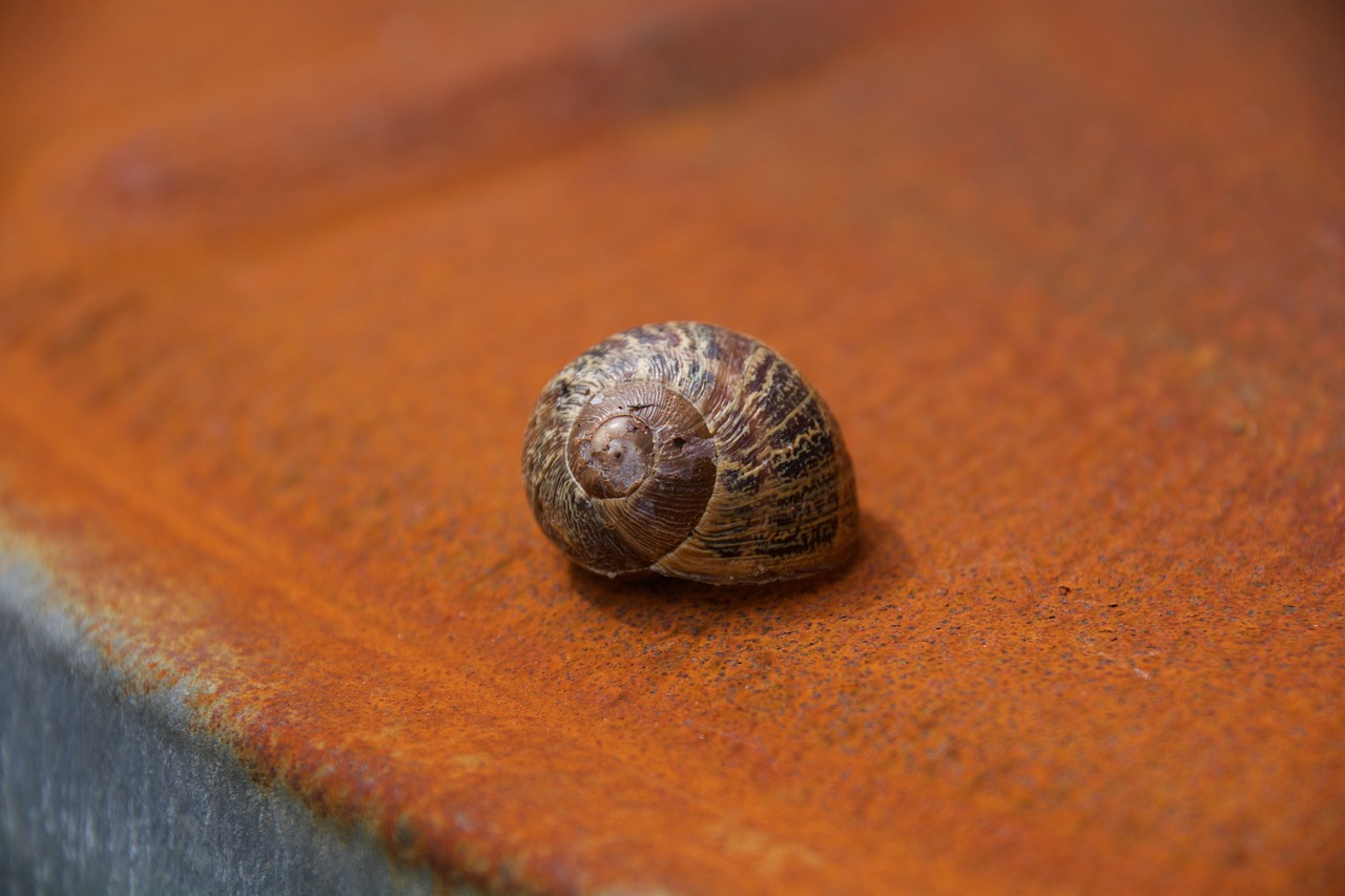 snail rust shell free photo