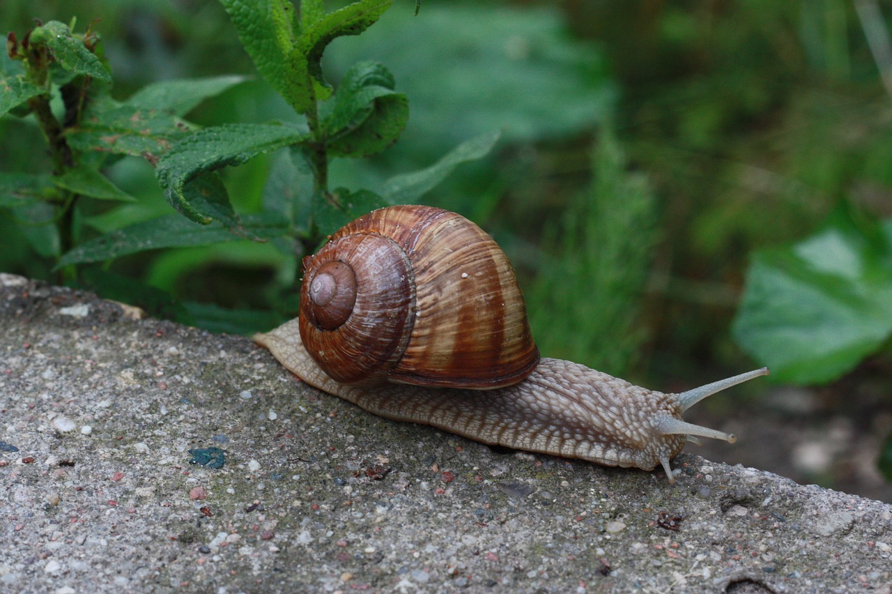 snail winniczek nature free photo