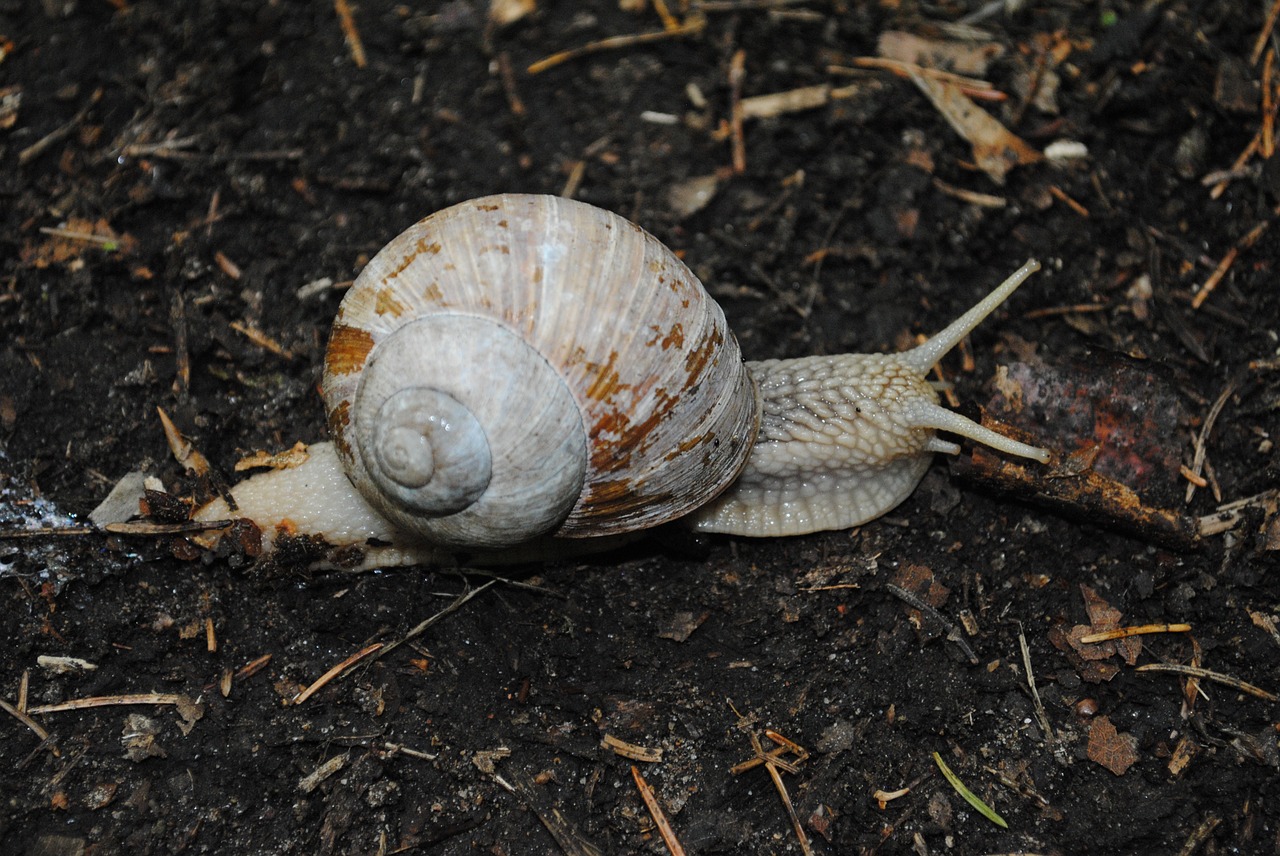 snail conch hermaphrodite free photo