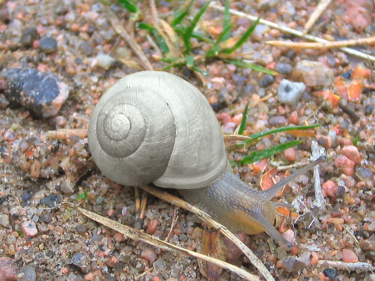 snail mollusc crawling free photo