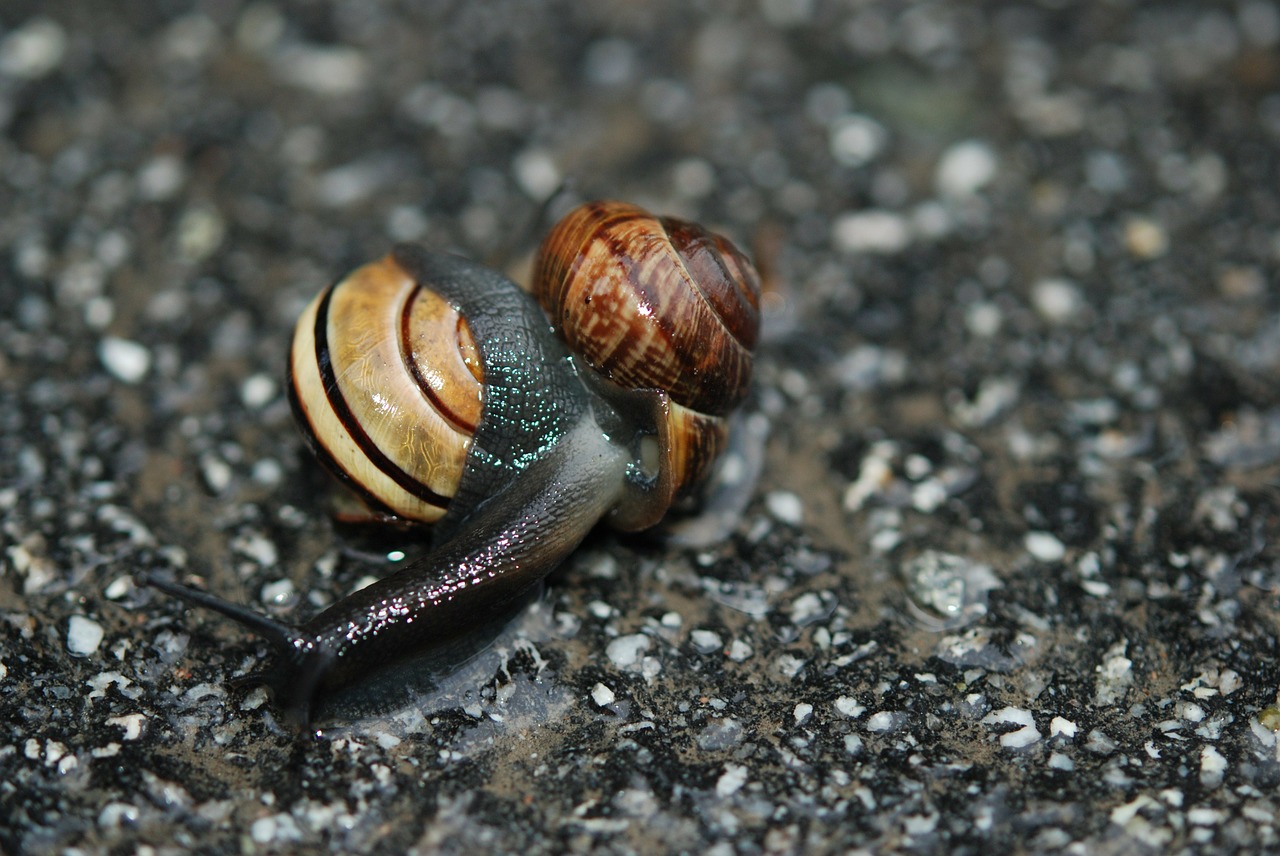 snail love mating free photo