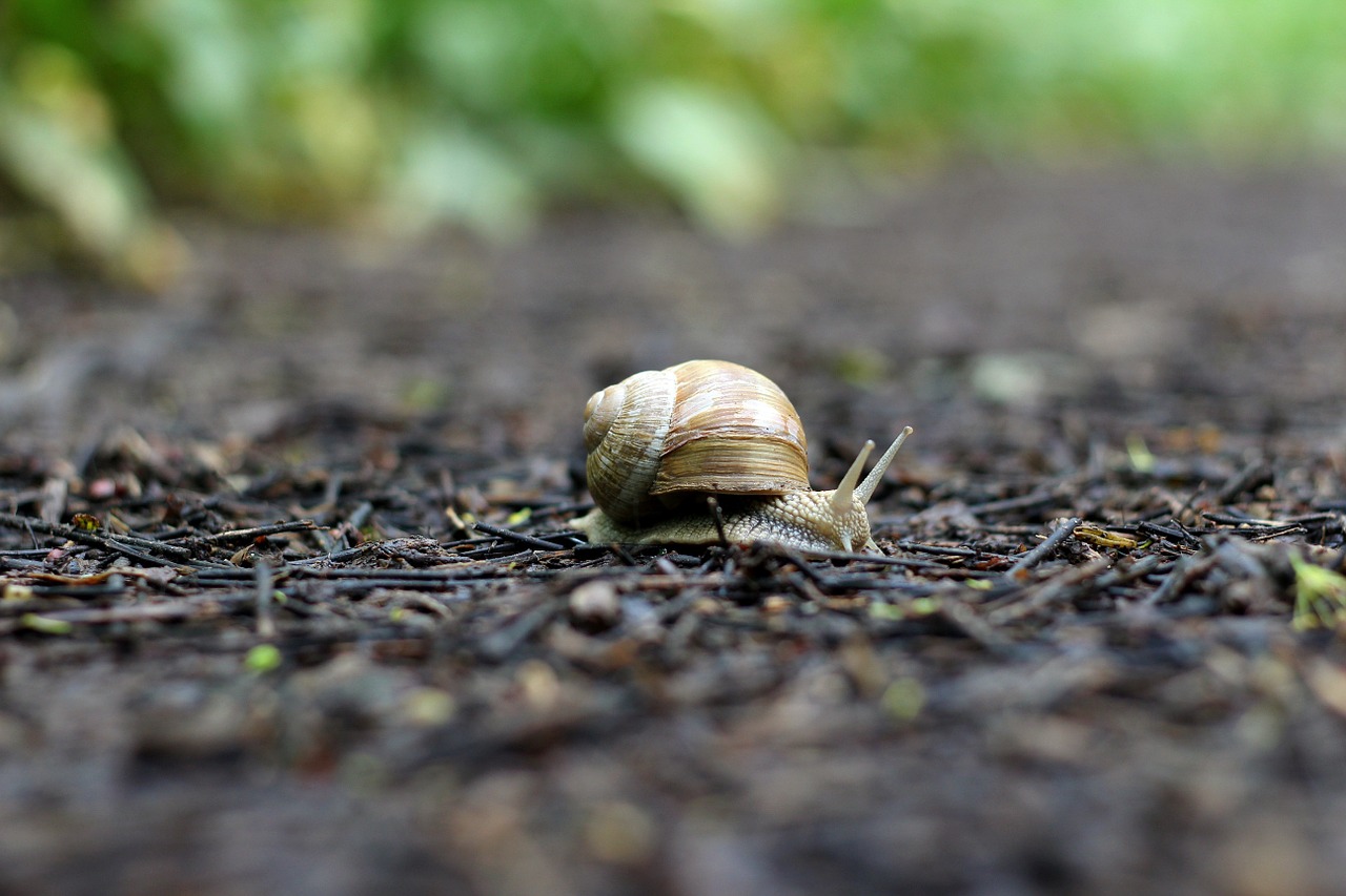 snail forest ground free photo