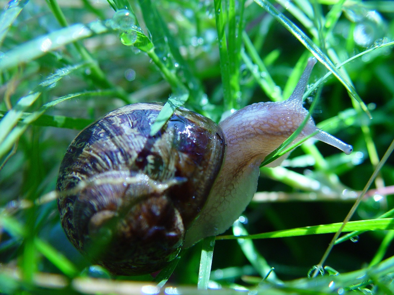 snail land macro free photo