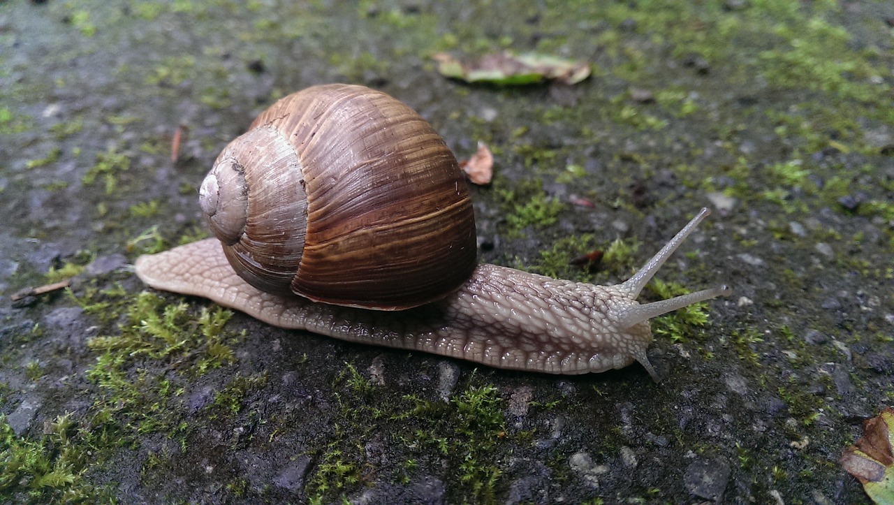 snail shell nature free photo