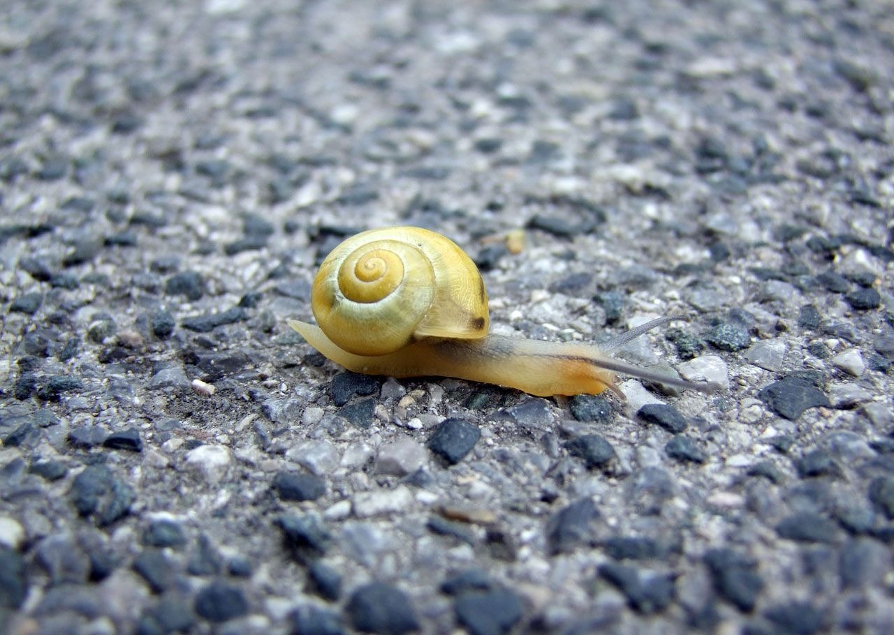 snail floor paved free photo
