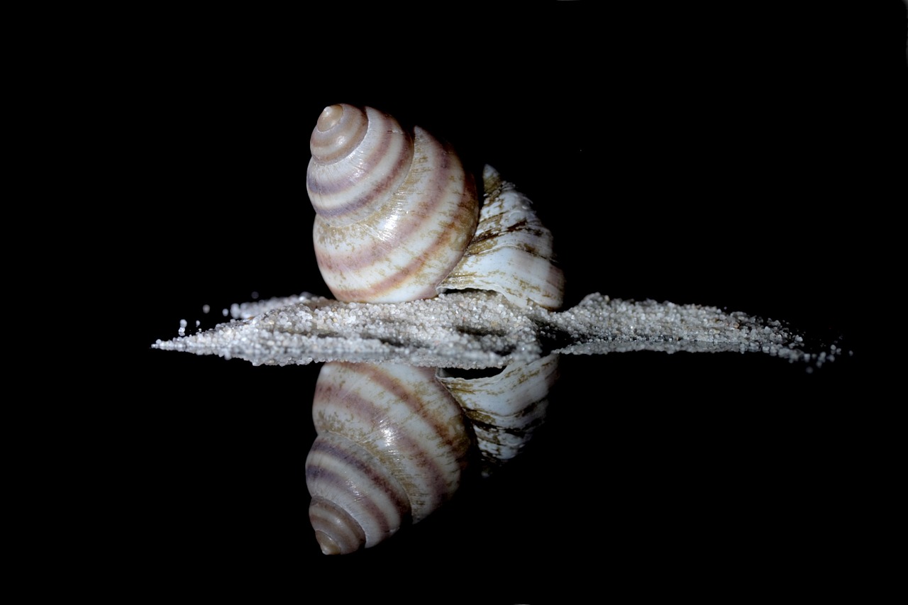 snail sea snail housing free photo