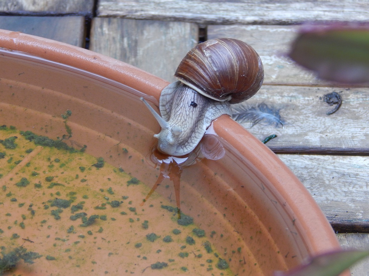 snail shell crawl free photo