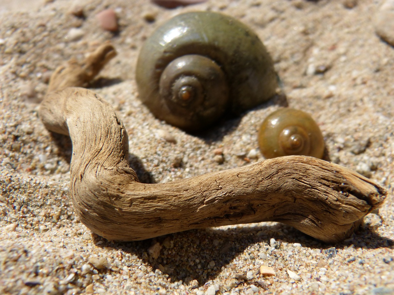 snail beach still life free photo