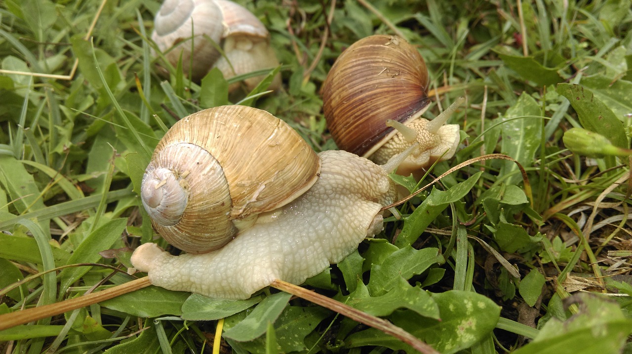 snail shell slowly free photo