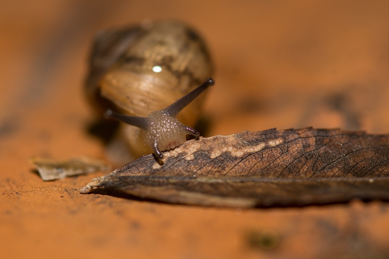 snail affix mollusc free photo