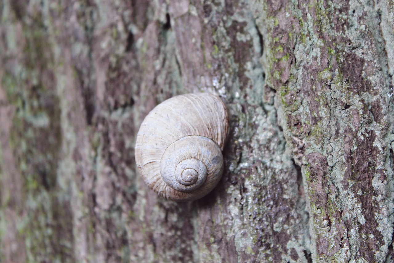 snail tree reptile free photo