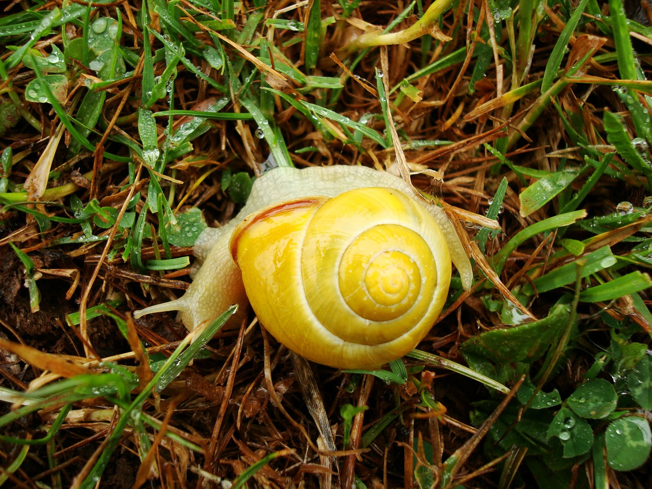 snail yellow animal free photo