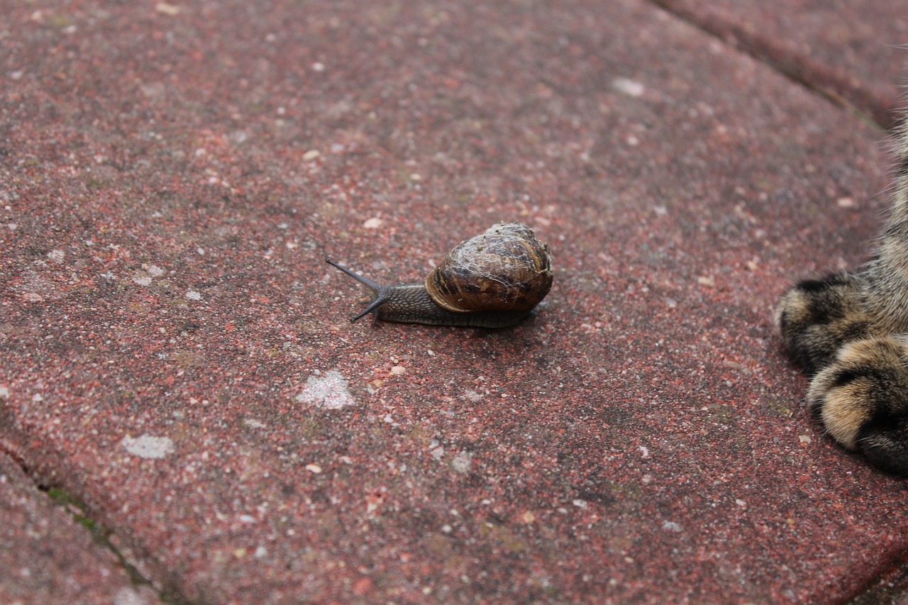 snail rain garden free photo