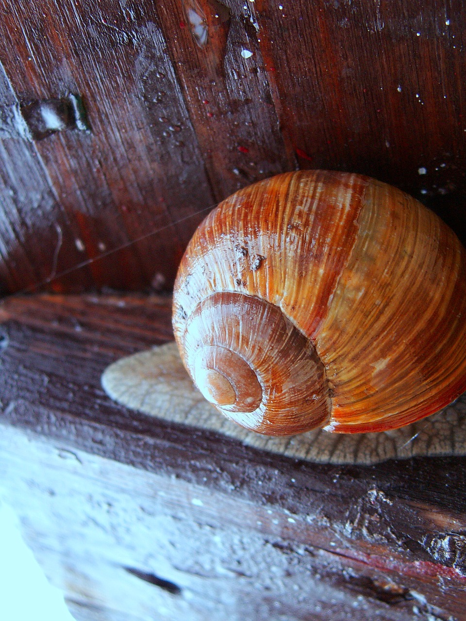 snail conch wood free photo