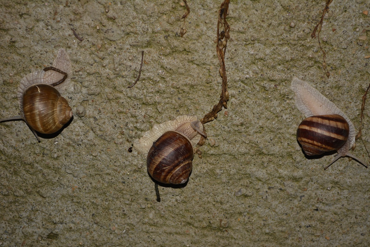 snail slippery brown free photo