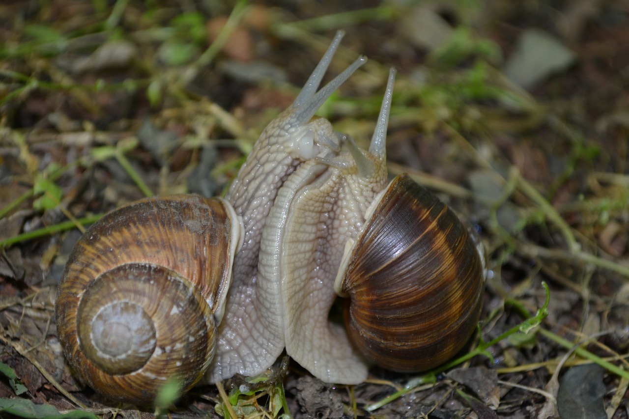 snail mating love free photo