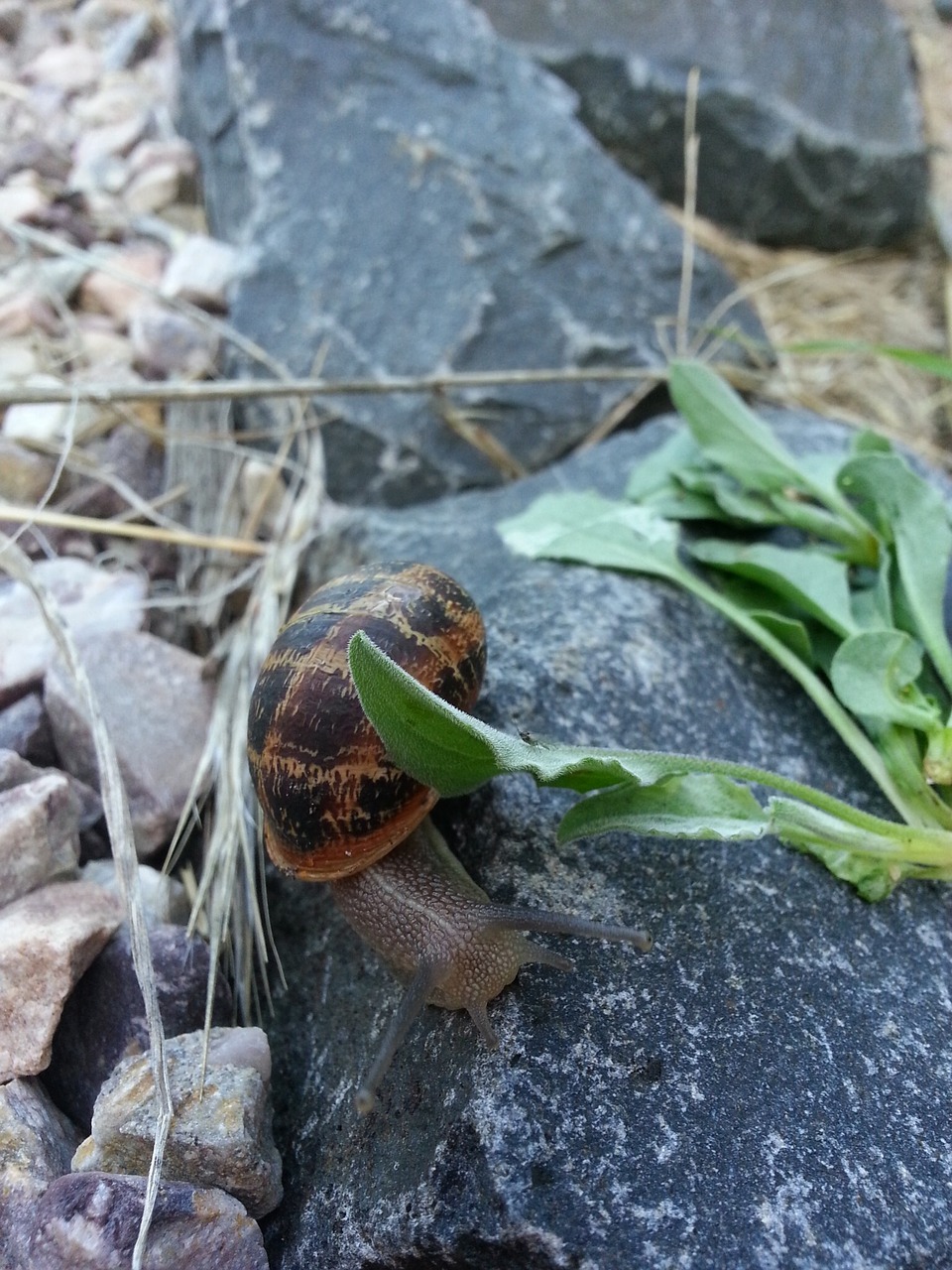 snail slow rock free photo