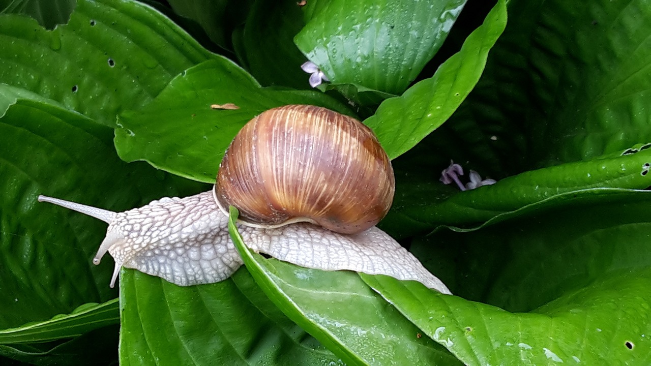 snail green summer free photo