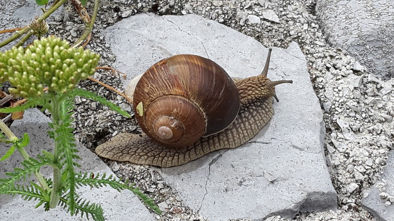 snail stone natural free photo