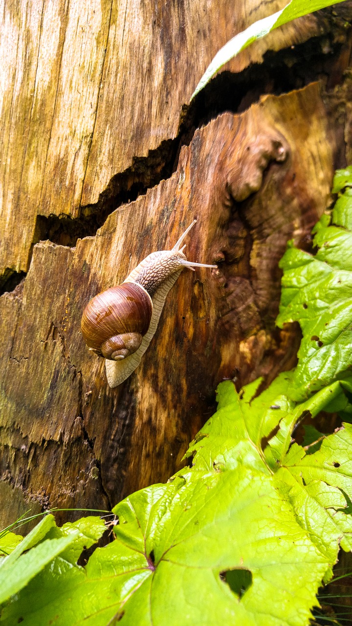 snail nature shell free photo