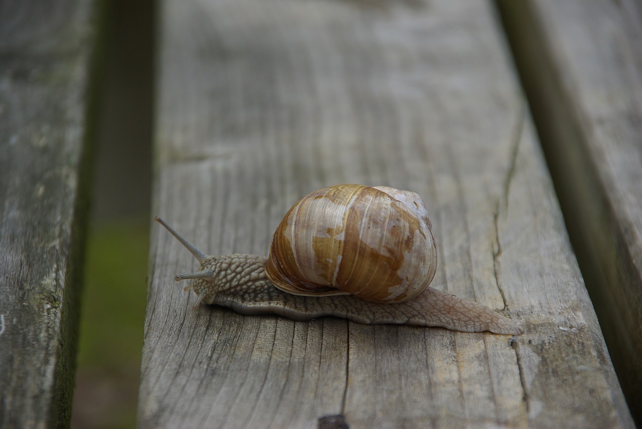 snail slowly mollusk free photo