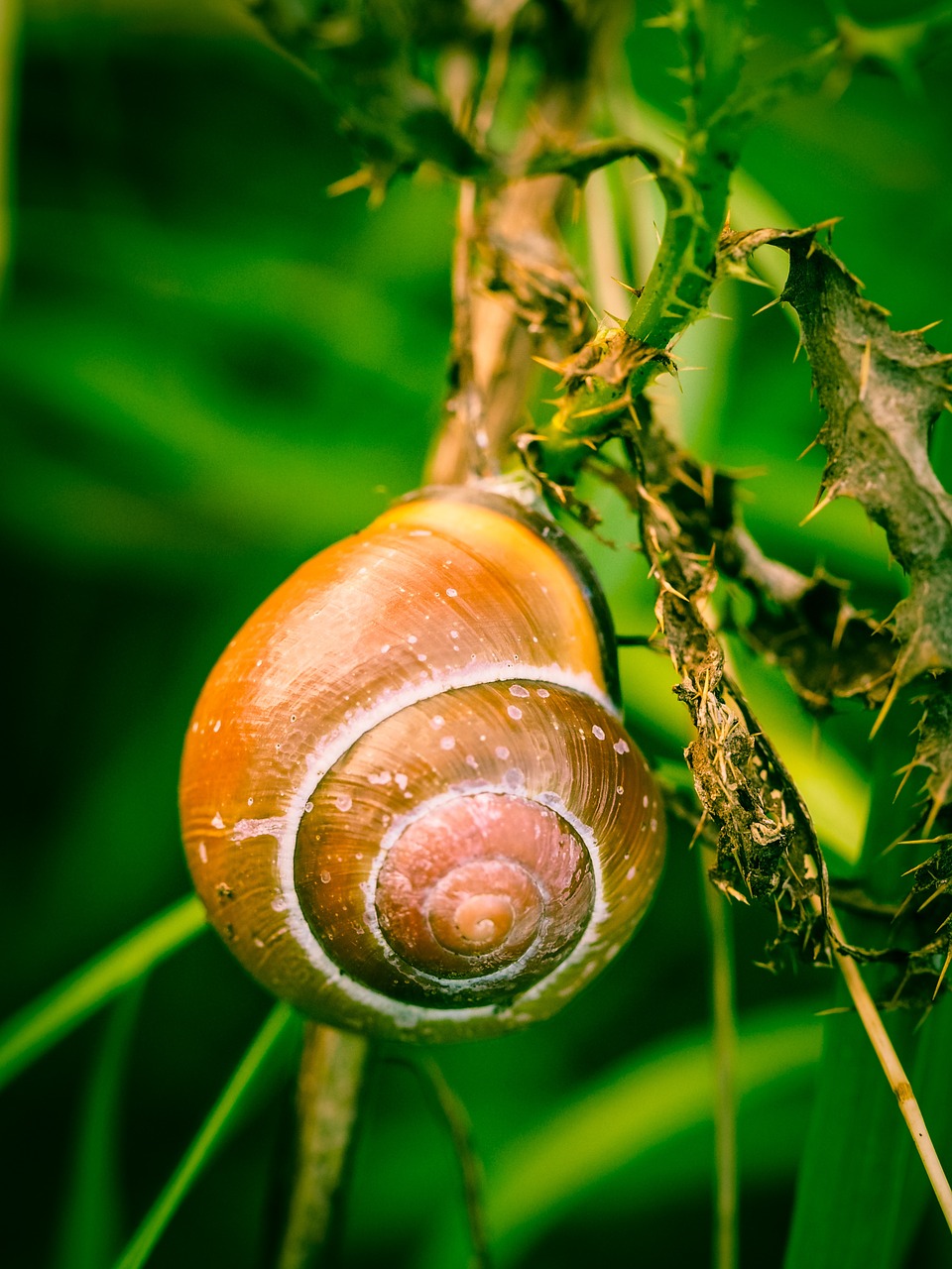 snail shell nature free photo
