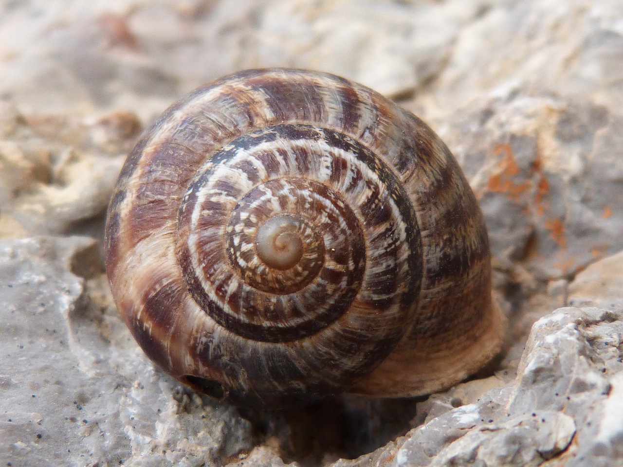 snail spiral brown free photo