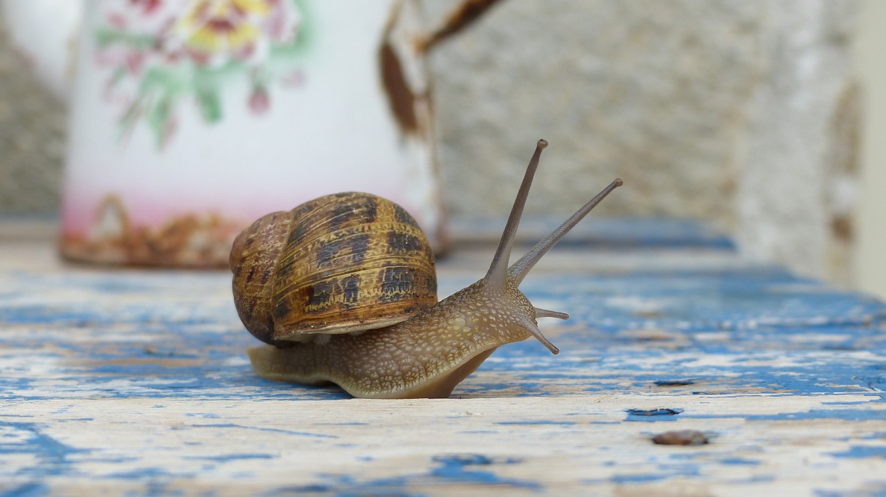 snail macro color free photo