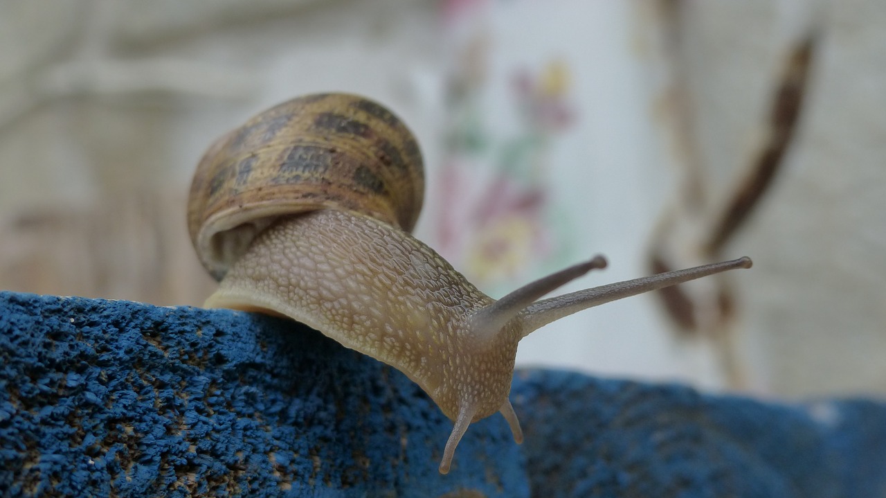 snail macro color free photo